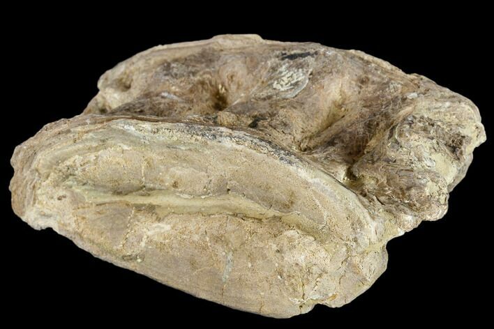 Cretaceous Fossil Fish (Xiphactinus) Vertebra - Kansas #113024